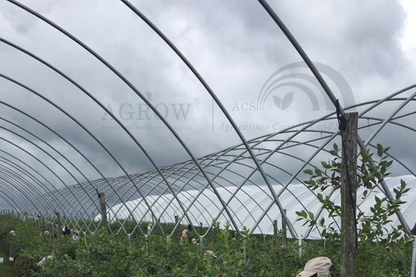 Système de filets de protection contre les oiseaux de la zone fruitière du vignoble