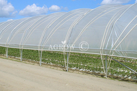 Poly Tunnel à une baie