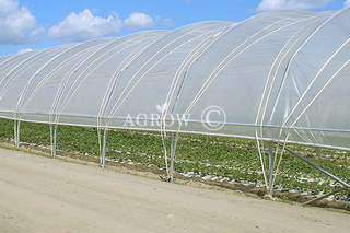 Poly Tunnel à une baie